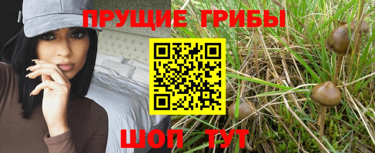 Псилоцибиновые грибы прущие грибы Кувандык